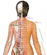 Мултифункционален МАГНИТЕН масажор за гръб